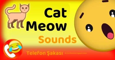 Cat meow sounds prank